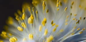 Allergie au pollen : un ioniseur d'air peut vous aider